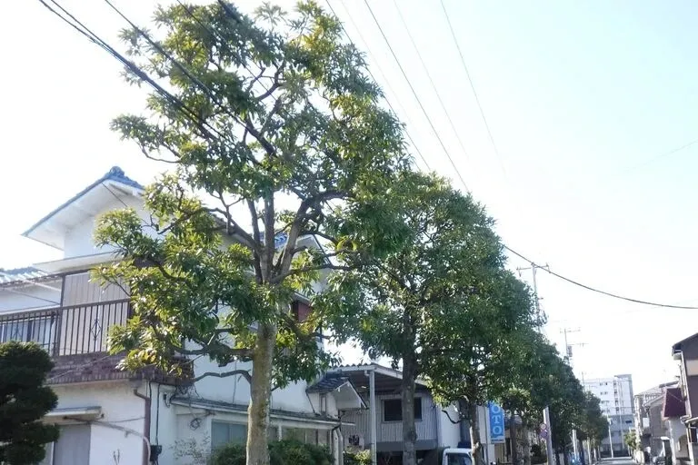 高木剪定 作業前