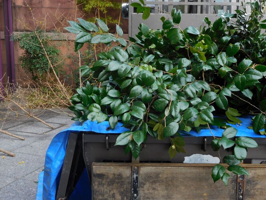 東京都江戸川区で造園で理想の庭を作る！植木屋選びのポイントと施工事例