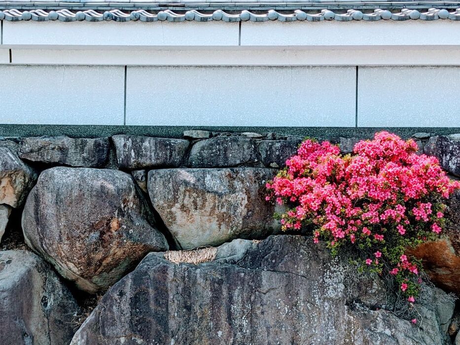 造園での石積みとは何か？違いや種類と施工の魅力を徹底解説